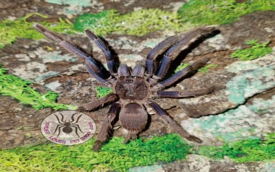 Vietnam Blue Tarantula